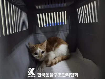 한국 고양이 사진