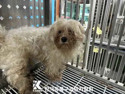 말티즈 사진