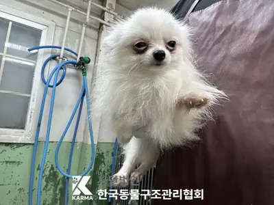 포메라니안 사진