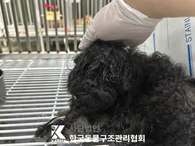믹스견 사진