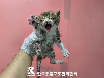 한국 고양이 사진