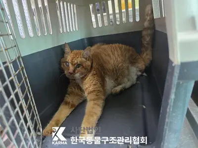 한국 고양이 사진