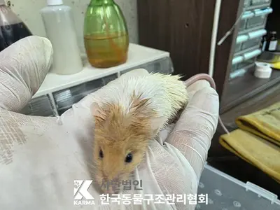 기타축종 사진