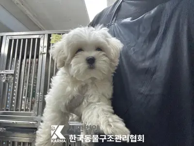 말티즈 사진