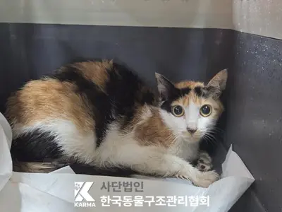 한국 고양이 사진