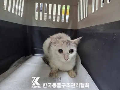 한국 고양이 사진