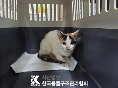 한국 고양이 사진