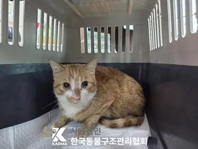 한국 고양이 사진