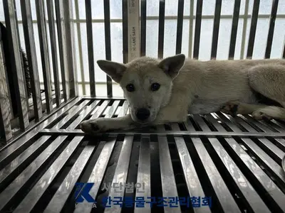 믹스견 사진