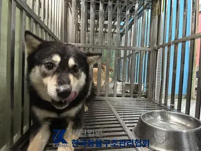 믹스견 사진