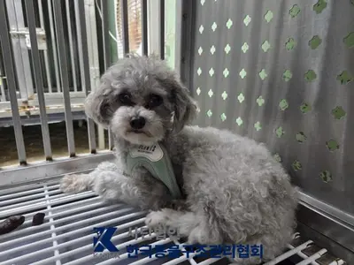 푸들 사진