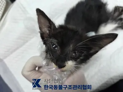 한국 고양이 사진