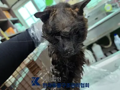 한국 고양이 사진