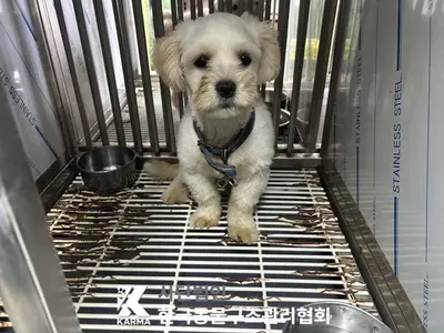 믹스견 사진