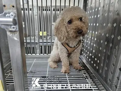 푸들 사진