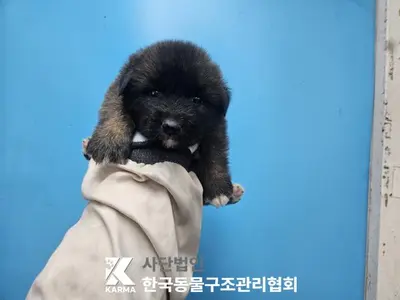 믹스견 사진