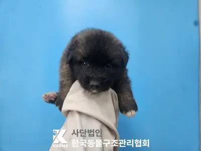 믹스견 사진