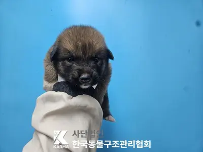 믹스견 사진