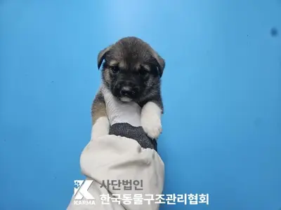 믹스견 사진