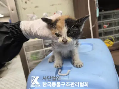 한국 고양이 사진