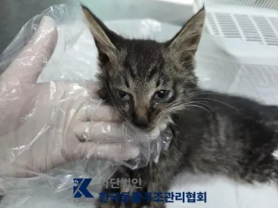 한국 고양이 사진