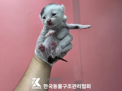 한국 고양이 사진