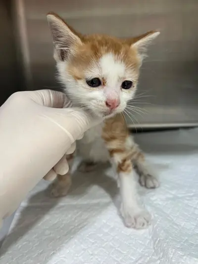한국 고양이 사진
