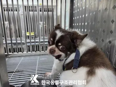 치와와 사진