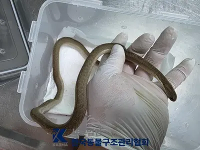 기타축종 사진