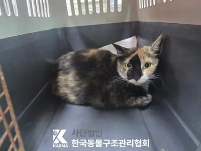 한국 고양이 사진