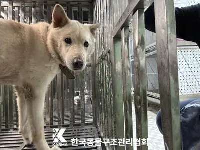믹스견 사진