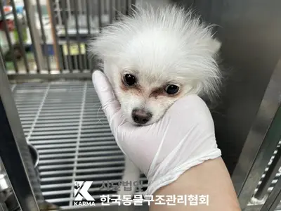 포메라니안 사진