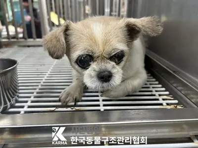 시츄 사진