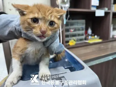 한국 고양이 사진