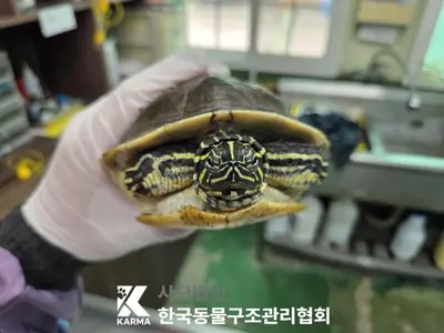 기타축종 사진