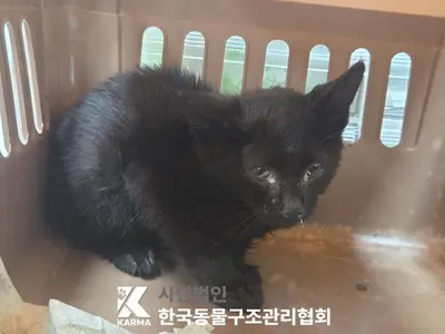 한국 고양이 사진