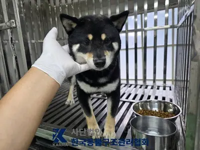 시바 사진