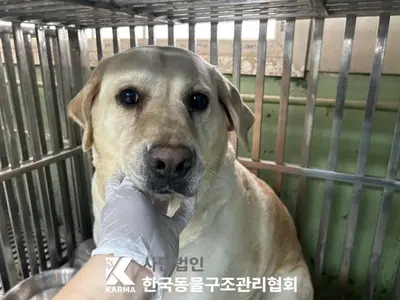 라브라도 리트리버 사진