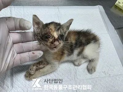 한국 고양이 사진