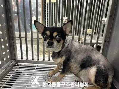 치와와 사진