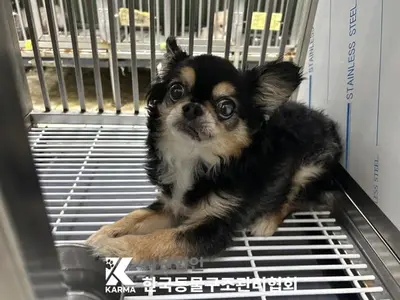 치와와 사진