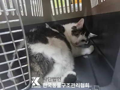 한국 고양이 사진