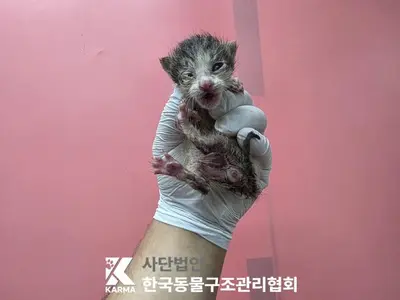 한국 고양이 사진