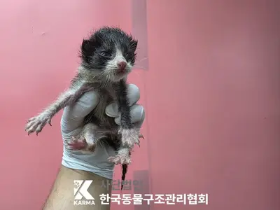 한국 고양이 사진