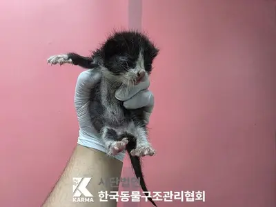 한국 고양이 사진