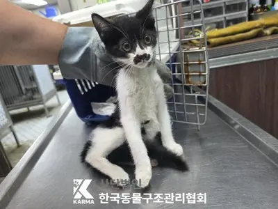 한국 고양이 사진