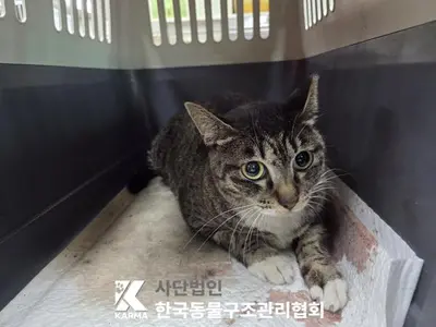 한국 고양이 사진