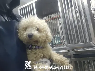 비숑 프리제 사진