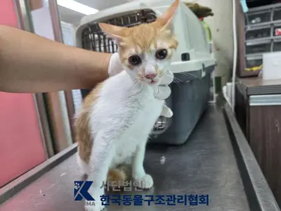 한국 고양이 사진