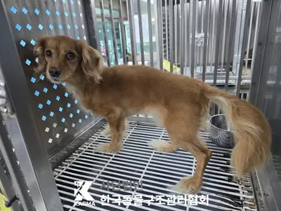 믹스견 사진